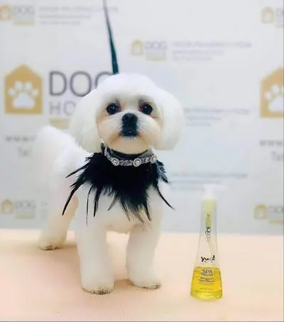 Dog House fryzjer dla psów Piastów